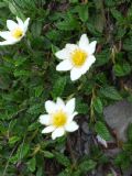 Dryas octopetala